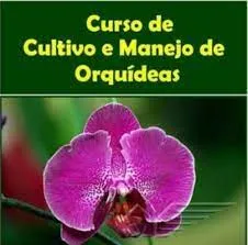 Capa de Baixar Curso Cultivo de Orquídeas: Domine a Floração + Aulas