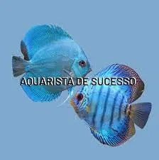 Capa de Download Aquarista de Sucesso: Curso Completo [Marcos Alvarenga]