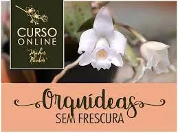 Capa de Orquídeas sem Frescura: Download Curso Carol Costa Completo