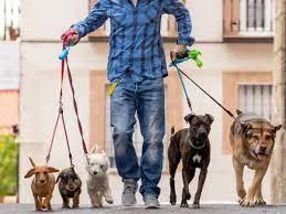 Capa de Baixar Curso Dog Walker Completo | Walker Dog Oficial