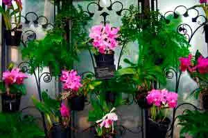 Capa de Baixar Curso de Orquídeas: Domine o Cultivo Agora!