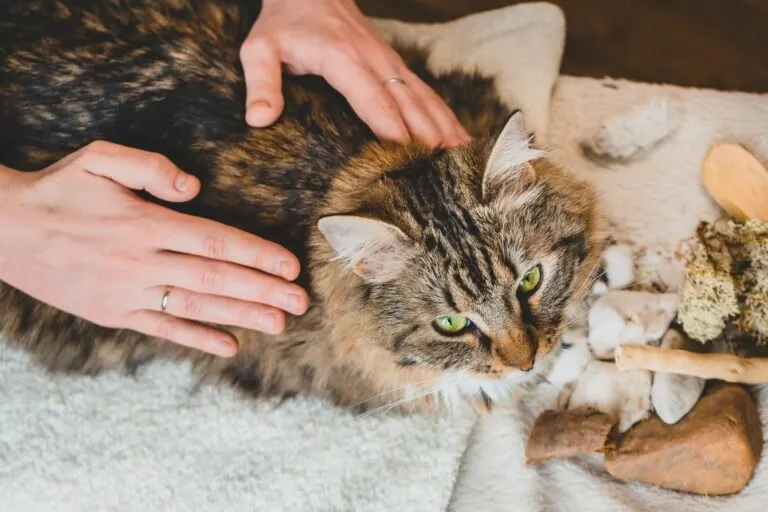 Capa de Baixar Curso Massagens para Gatos Julieta Viano: Terapia e Bem-Estar Felino