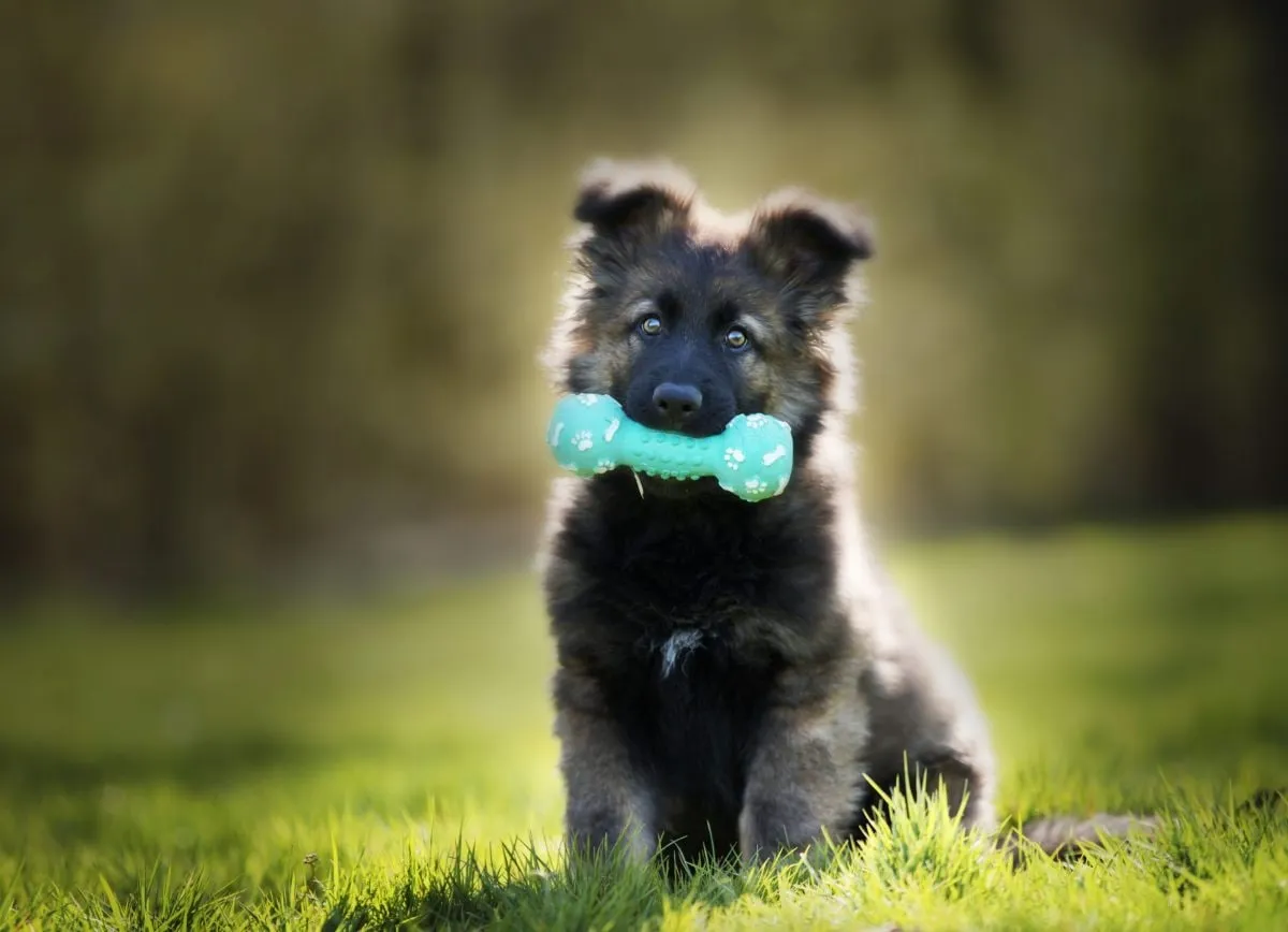 Capa de Baixar Adestramento Bom Pra Cachorro 2021: Curso Completo