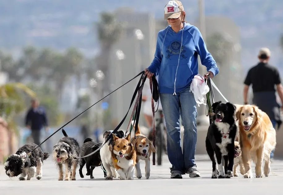 Capa de Curso Dog Walker: Baixar e Aprenda a Passear com Cães
