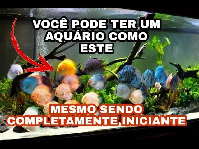 Capa de Baixar Aquarista de Sucesso Marcos Alvarenga: Curso Completo