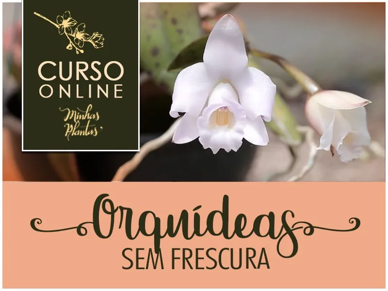 Capa de Orquídeas sem Frescura: Baixar Curso Completo Carol Costa